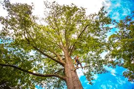 Southlake, TX Tree Care Pros