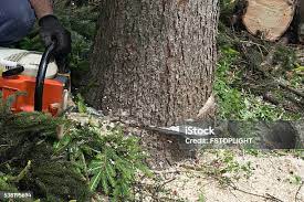 Best Emergency Tree Removal  in Southlake, TX
