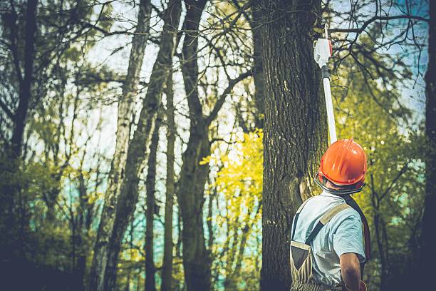 Best Commercial Tree Services  in Southlake, TX