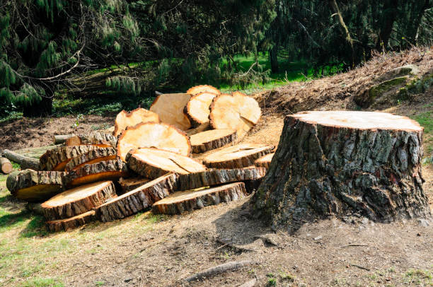 How Our Tree Care Process Works  in  Southlake, TX